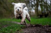 Hund-im-Regen-Schmutzig-Weis-klein